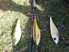 Dams Fishing