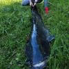 Baba Fish70100