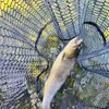 Fisher flow ´