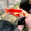 WILDFISHER TRAQUEURDESRIVIERES