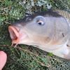 sacha🎣🎣 voisard🎣🎣