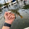 Enzo Labbe