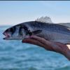 Gabin Fishing